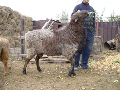 Великі вівці