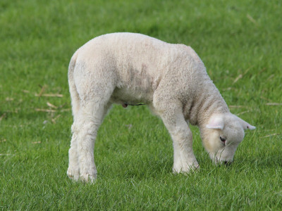 Годування ягнят