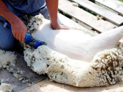  Купити стригальну машинку для овець